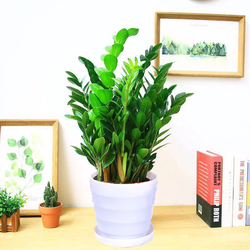 Uang Pohon 50-60cm (Basin Berulir) Pupuk Khusus