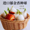 Tulip species ball big ball tulip seeds soil Peiwu View flower potted potted perennial ball root -resistant flowers