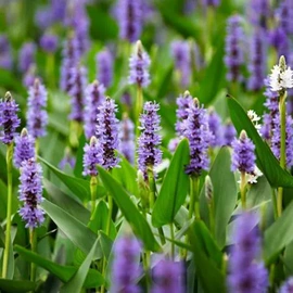 乔木;灌木;草坪