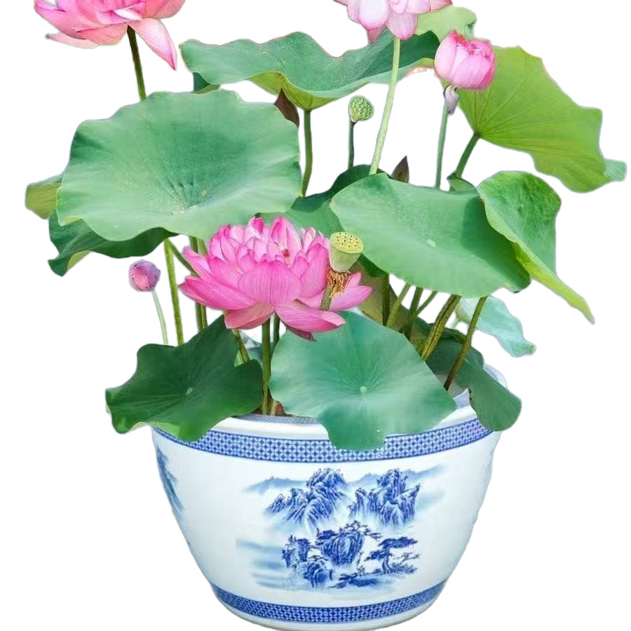 商品图