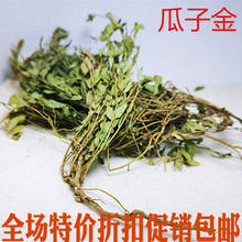 野山瓜子金包邮瓜子金来马回勒马回辰砂 惊风草真货好货