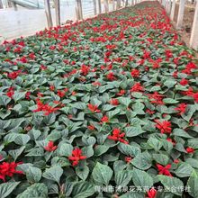 矮杆一串红盆栽花苗阳台庭院道路绿化耐热绿植四季开花中国红串串