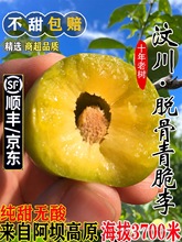 四川汶川青脆李脱骨李冰糖李脆甜李孕妇新鲜水果5斤顺丰包邮李子