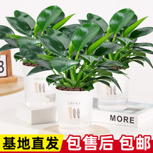 金钻盆栽 办公室铂金钻绿萝盆栽 水培大叶绿植盆景懒人花卉好养活