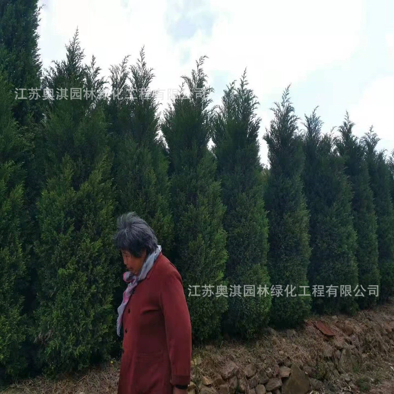 Поставка высококачественных зеленых саженцев Shuai Taber спецификации гарантии качества все большое количество