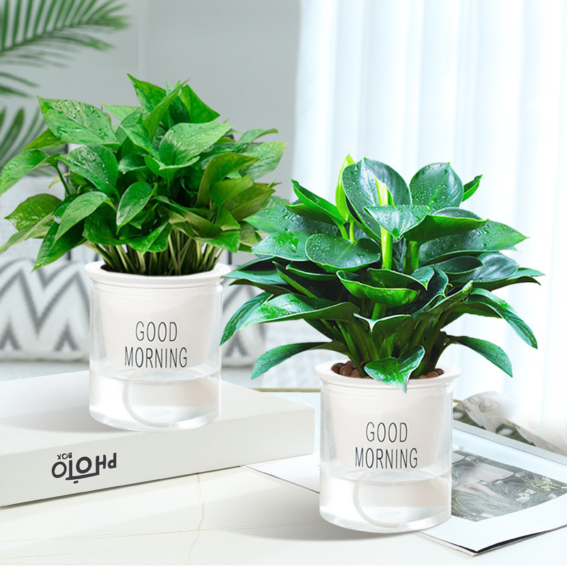 [2개 세트] 골든 다이아몬드 + 포토스 + 굿모닝 세면대 2개 + 영양액