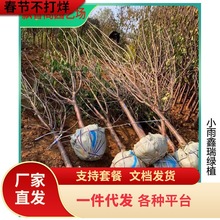 批发红妃樱桃苗南方甜樱桃树苗可盆栽地栽大樱桃当年结果苗