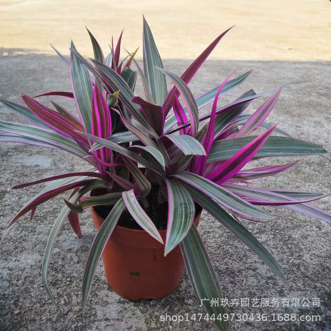 Фиолетовая Орхидея Листва растение в горшках гостиная балкон офис Рабочий стол горшок сад цветочная клумба зеркало зеленое растение