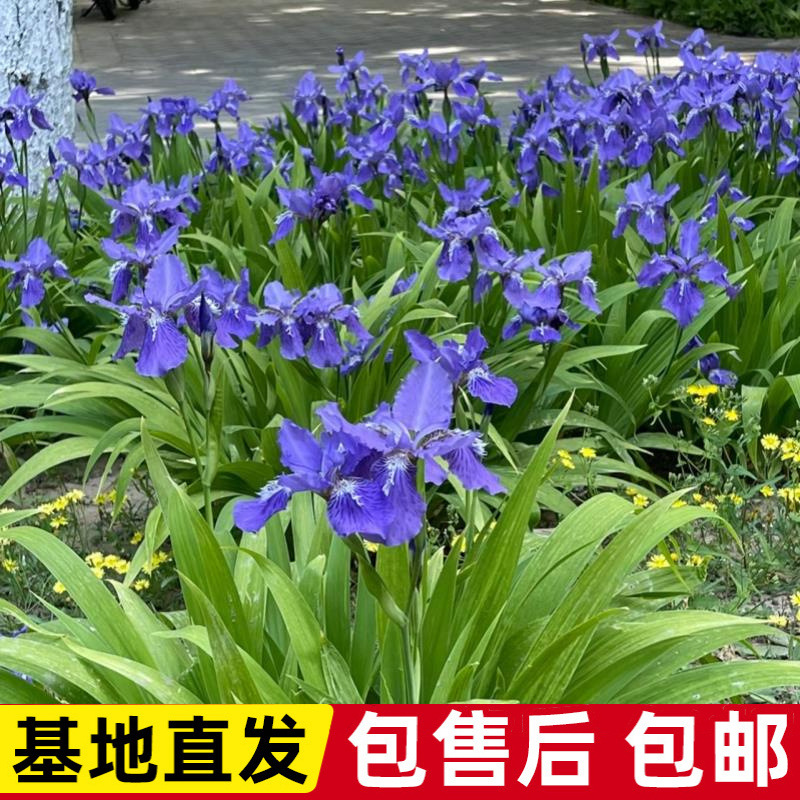 花苗庭院绿化工程花卉苗木多年生小区别墅园林造景花草绿植物