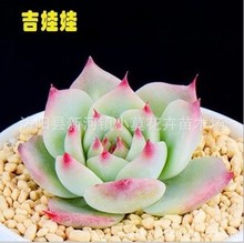 多肉吉娃娃植物盆栽吉娃莲 多肉植物批发 大棚绿植物