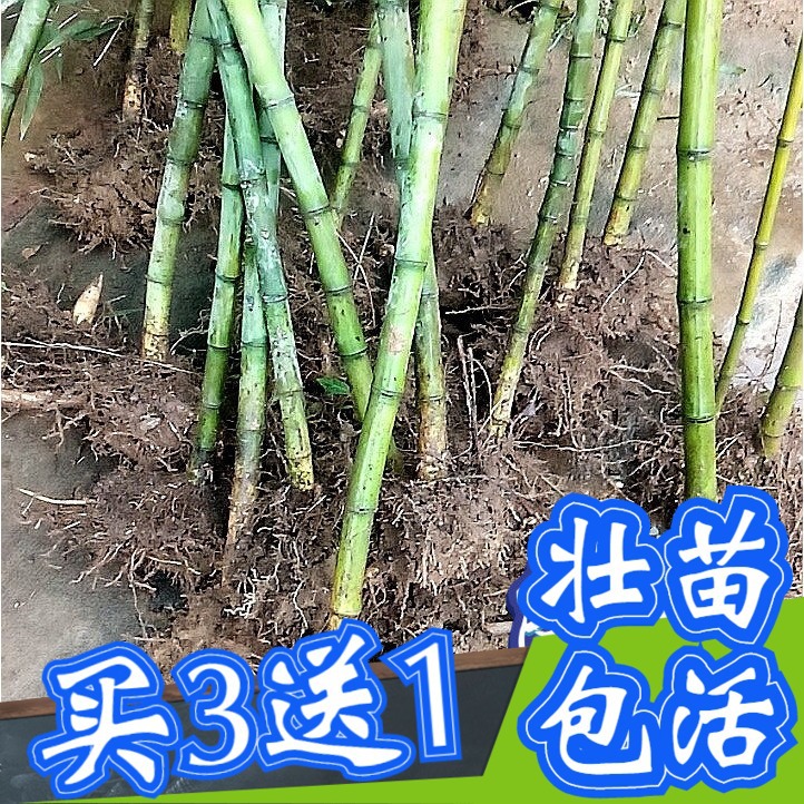 雷竹苗种水竹鳗竹石竹红竹金竹早园竹毛竹楠竹食用笋竹子种植物 种苗花卉网