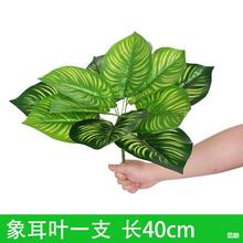 ����ֲ���Gֲ�������˹�~�²ݱڒ��҃ȾGɫ�������b��~��