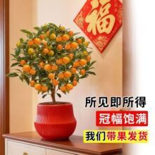 四季金桔树树苗盆栽带果发货年桔办公室内客厅桌面盆景招财树植物