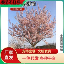 一件代发樱花树苗盆栽庭院种植大型四季绿化耐寒风景树重