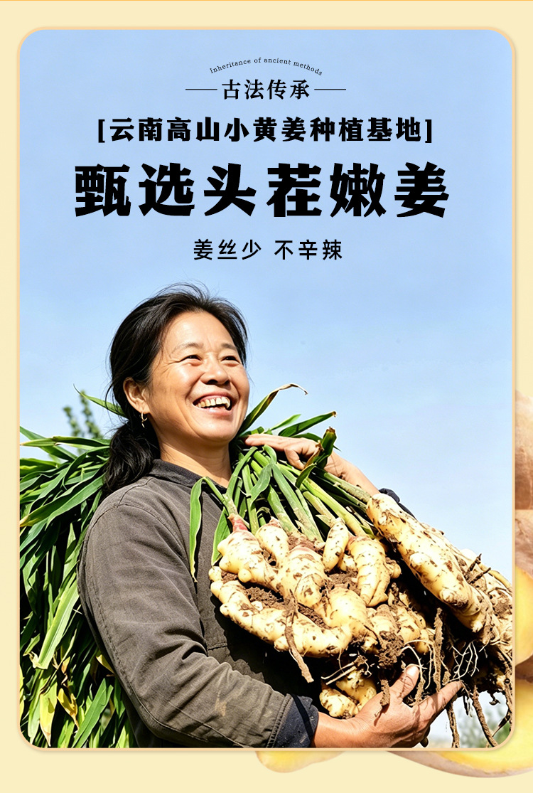 Chenpi Perilla Dark Sugar Ginger Slices 100g Candied Snack with Tangerine Peel Mulberry quality and texture