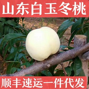 Shandong White Peach White Jade Snow, персик хрустящий сладкий белый персиковый фрукты, персики, свежие 5 фунтов, теперь выбирают волосы