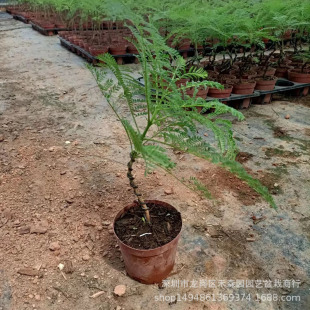 �{������Ի����҃��������͘��L����ͥԺ�Ø��׻�V�ݰl؛