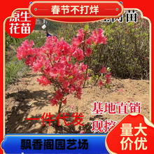 ����ɫ��ӳɽ�t����ë���N�Ϸ������Nֲ�ͺ����������_���̨ͥԺ