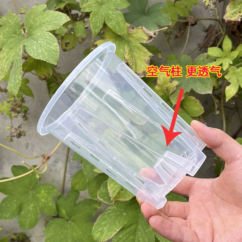 Специальная воздушная колонна для бассейна для контроля корней Daifa Qingshan, пластиковый прозрачный дышащий перфорированный цветочный горшок, лоза, зеленый бархат, Бамбуковая алокарум для помещений