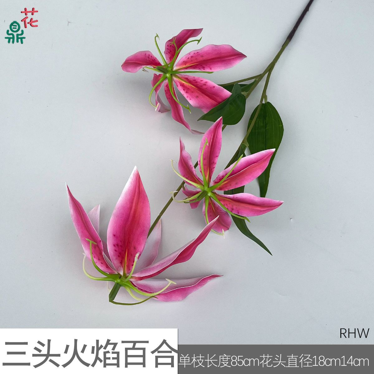 삼두화염백합 RHW 로즈레드