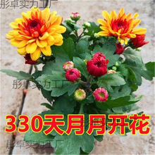 �ļ��ջ����Ԏ������l؛ȫ���_��������m��ǧ�^���̨��������