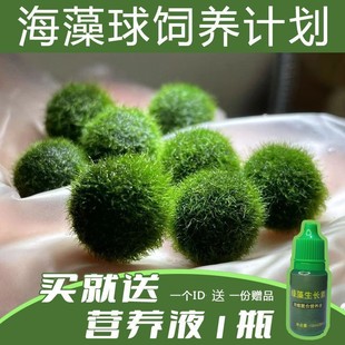 marimo������С�������Bƿ����ˮ��ֲ΢���^���ጙ���~������ˮ��