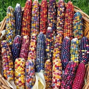 Sticky Corn Seeds, Sweet White, Black, Purple, Red, Yellow, Colorful Thumb Popcorn, Fruit Corn Seeds, Cream Seeds