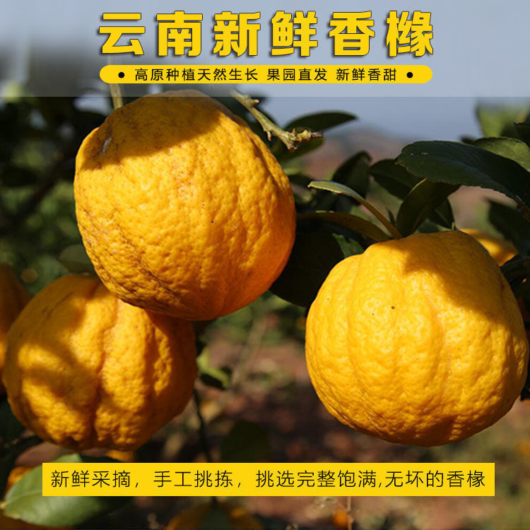 云南香橼圆果新鲜香橼果农家产鲜果枸橼供果泡水现摘现发2-8斤