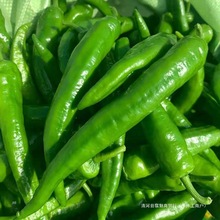 ���rţ�ǽ���Ƥ�ཷ5�� �Fժ�����������˽� �r���߲�����1��⽷