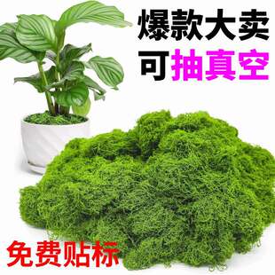 Simulated moss silk artificial fake moss wool moss landscape layout lawn bonsai potted plant pavement simulated lawn