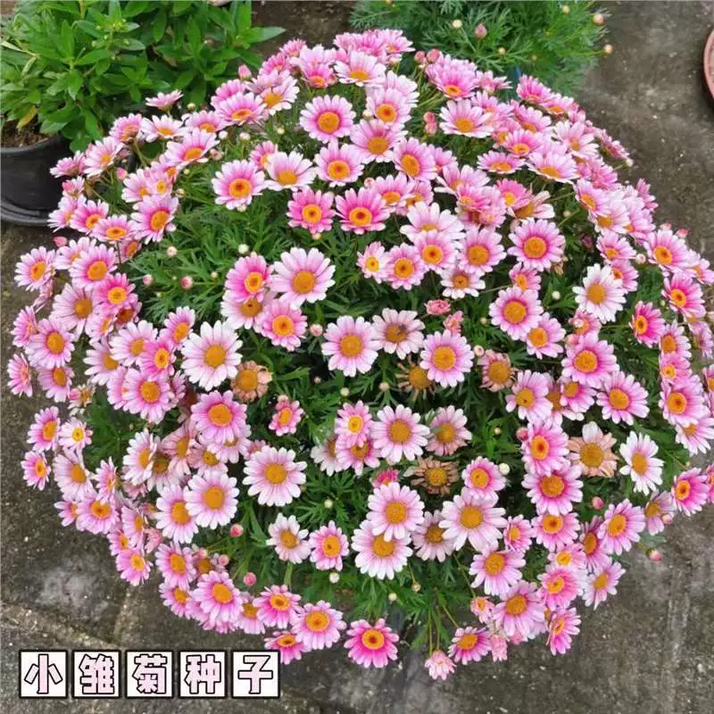 Семена маленьких цветов ромашки интернет-знаменитостей, семена маргаритки, цветут в любое время года, легко выращиваются, легко выращиваются, семена цветов для внутреннего балкона во дворе