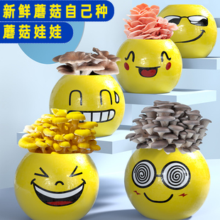 Mushroom Expression Doll, Oyster Mushroom Boxed Potted Mushroom Planting Package, Edible Mushroom Inoculum Stick, Home Gift for Balcony