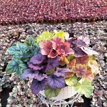 花园调色板矾根四季耐寒宿根彩叶阳台盆栽植物庭院花园绿植直发