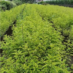 ���ش������l���~���B�N�S�~���B�N���~�B�N�S��ĳɻ��ʸ�