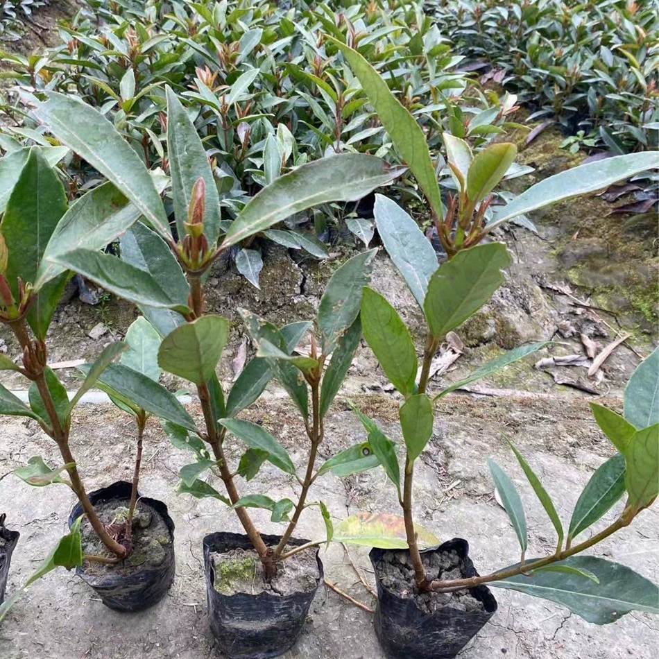 Французский Холли 12 чашек саженцев кораллового дерева