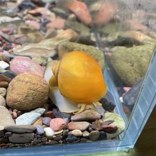 黄金螺 品质淡水螺 鱼缸工具螺 除藻螺 吃鱼粪龟粪擦玻璃吃青苔的
