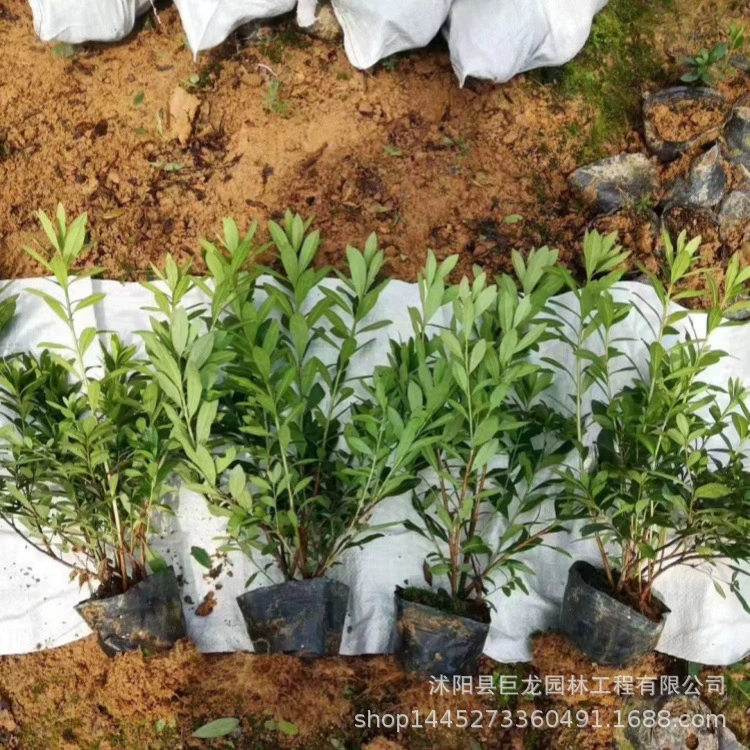 Базовые цветочные растения, рассада азалий, горшечные садовые декоративные растения, рассада азалий