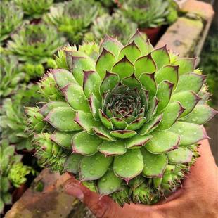 Gentle and Easy-To-Care-For Internet-Famous Succulent Plant, Large-Sized Aeonium Multi-Head Potted Flower, Radiation-Resistant Cluster Growth Grass Series