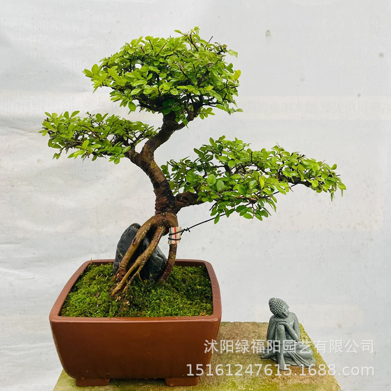 Small Leaf Elm Bonsai with Root-Raised Design, Potted Plant for Office Desktop, Coffee Table Greenery, Evergreen Plant for All Seasons, Low-Maintenance Plant