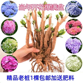 盆栽;种子;园林果树