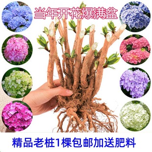 �������Ϙ������ļ��_���̨�����o�M��ͥԺ�ͺ���������ֲ���