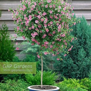 Small Hibiscus Lollipop Flower Seedlings Potted Balcony Courtyard Cold-Resistant Plant Florals Heat-Resistant and Easy to Grow Four-Season Flowering Saplings