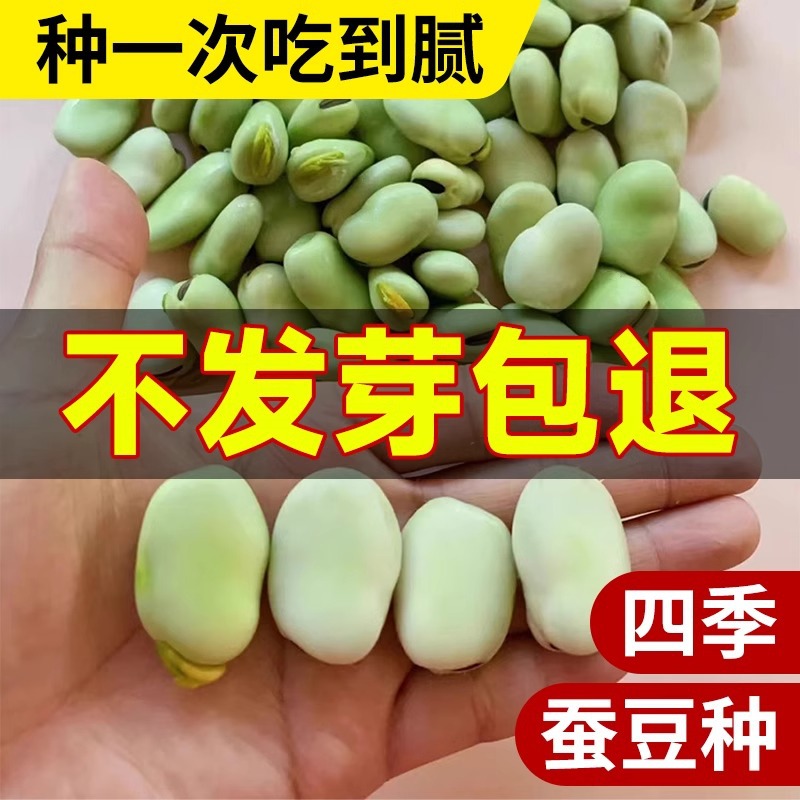 蚕豆种籽高产小蚕豆蔬菜种子大全阳台盆栽四季种植胡豆豌豆种孑