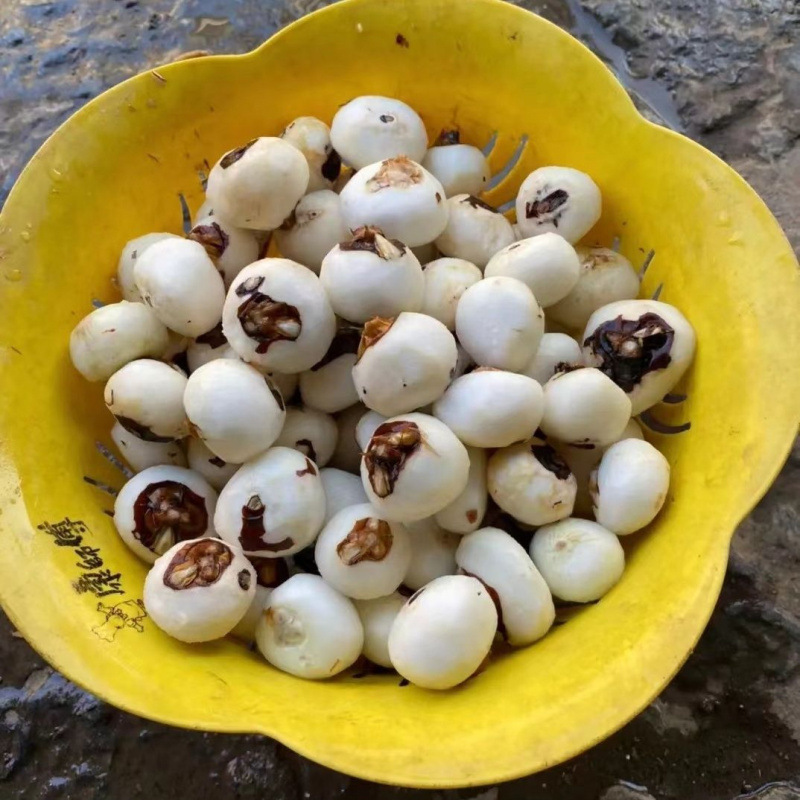 Máquina de descascar herradura automática de descascar artefactos comerciales de alta potencia de Guangxi <unk>