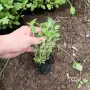 青州抗寒盆栽基地地被菊