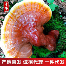 东北特产整枝紫灵芝 长白山椴木赤芝 林下紫灵芝免费打粉