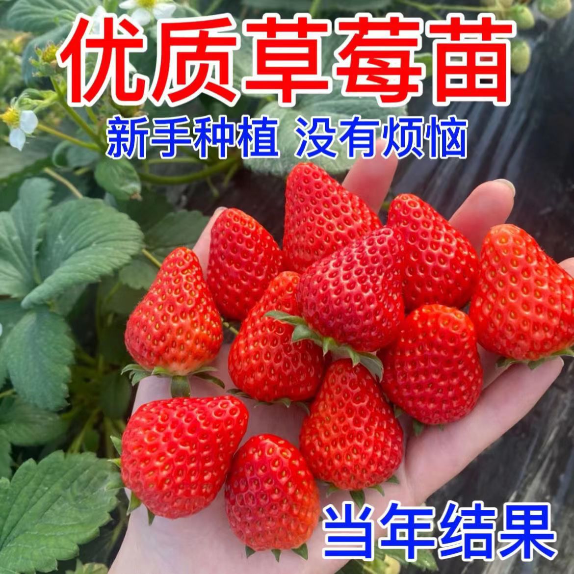 工厂批发草莓苗奶油草莓秧苗阳台盆栽四季草莓苗南方北方果树种植