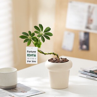 �˷���ؔ���_ľ�������~ɏ�Gֲ�҃�����ֲ��С�辰�ļ����໨