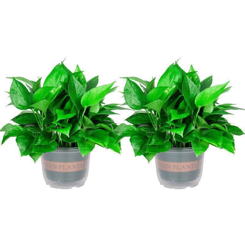 Pote de pothos absorvente de água de 65 galões, 2 vasos + fertilizante