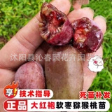 Red Heart Soft Jujube Kiwi Fruit Tree Seedlings Grafted Kiwi Seedlings Planted in the North and South Longcheng No. 2 Bear Fruit in the Same Year
